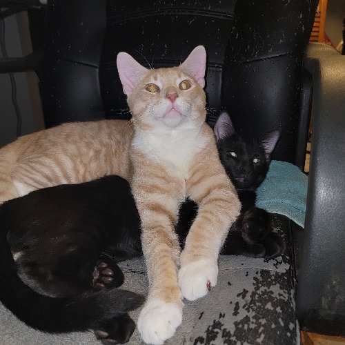 Floki Okie Artichokie