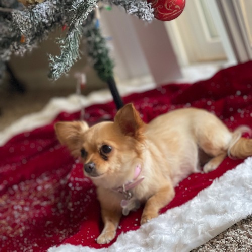 Long Haired Chihuahua Mix