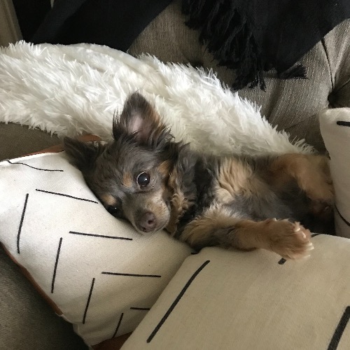 Pomchi Mix