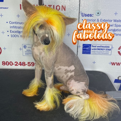 Chinese Crested