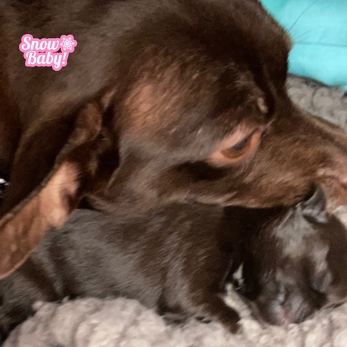 Kreacher Rose Lindse