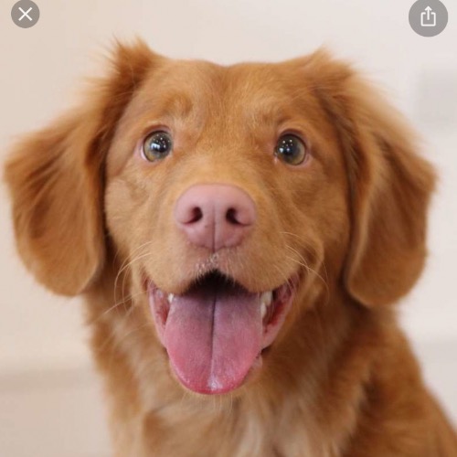 Nova Scotia Duck Tolling Retriever