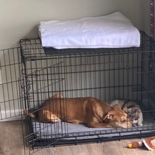 Red Labrador Retriever Mix