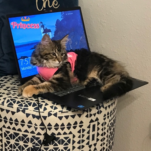 Australian Kelpie Mix