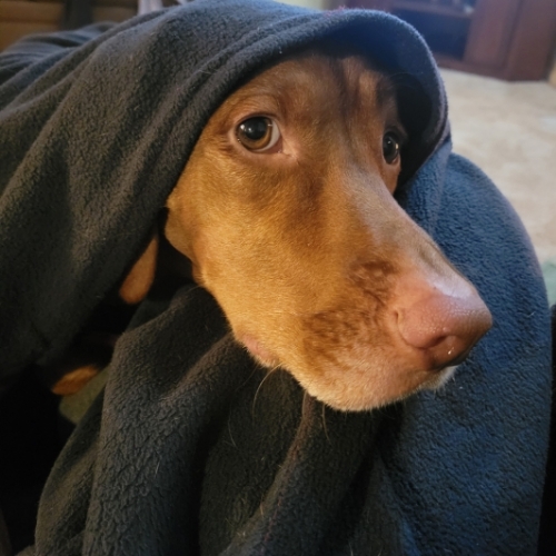 Vizsla