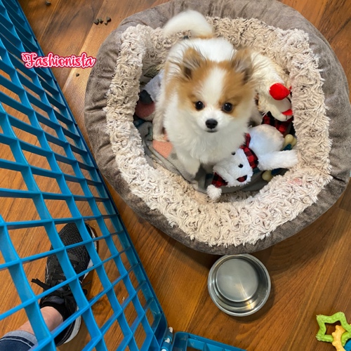 Miniature Pomeranian