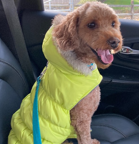 Miniature Goldendoodle Mix