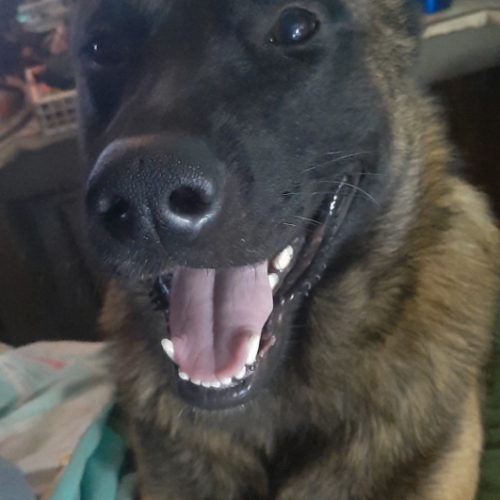 remmie