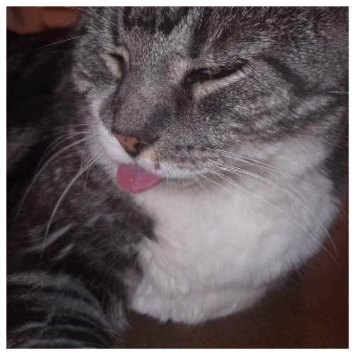 Colorpoint Shorthair Mix