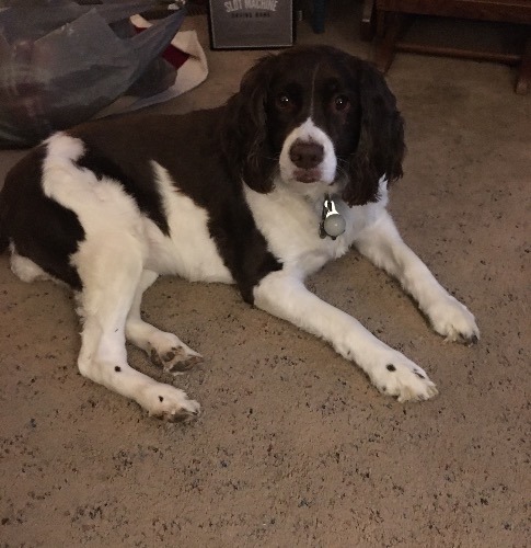 English Springer Spaniel Mix Dog Breed The Cutest English Springer English Springer Spaniel Mix Dog Breed The Cutest English Springer