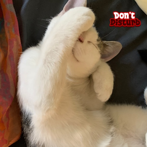 Apollocreed-Thirteen