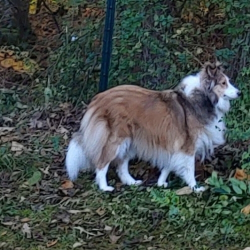 Shetland Sheepdog Mix