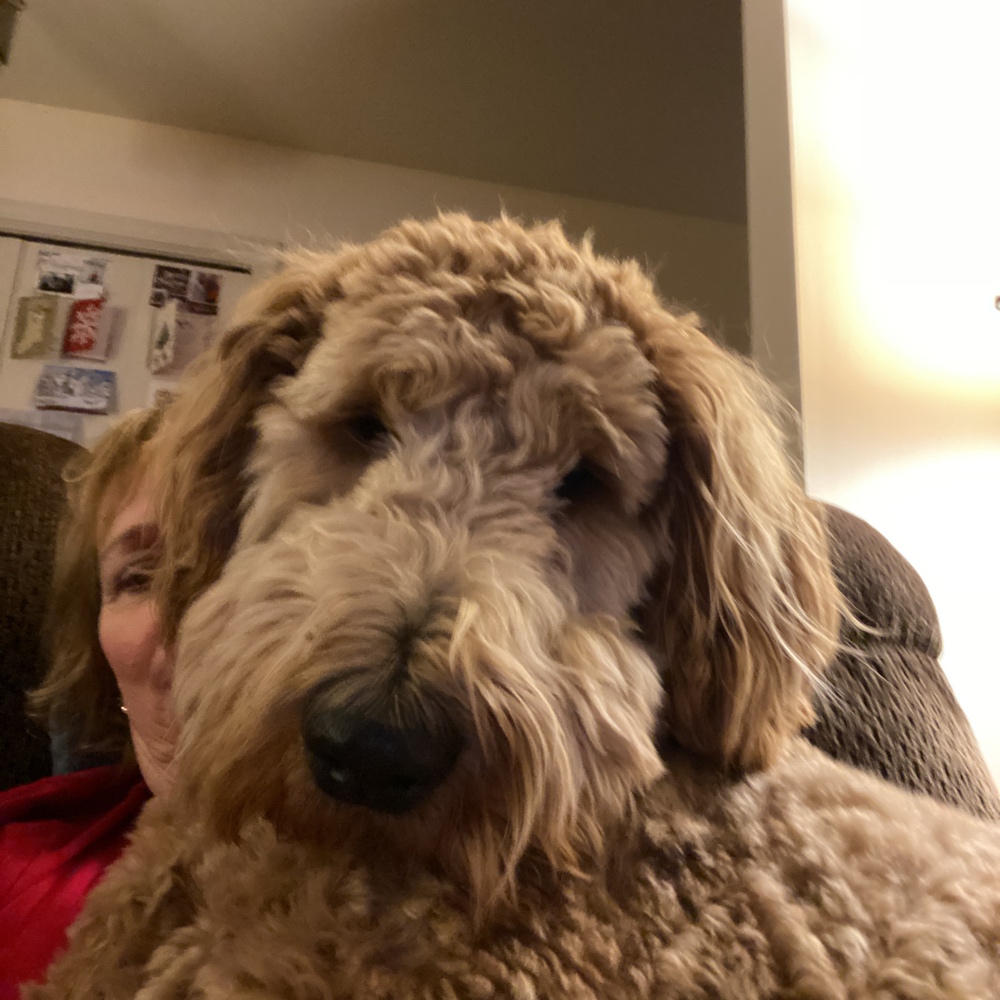 Double Doodle Dog Breed The Cutest Double Doodle Photos