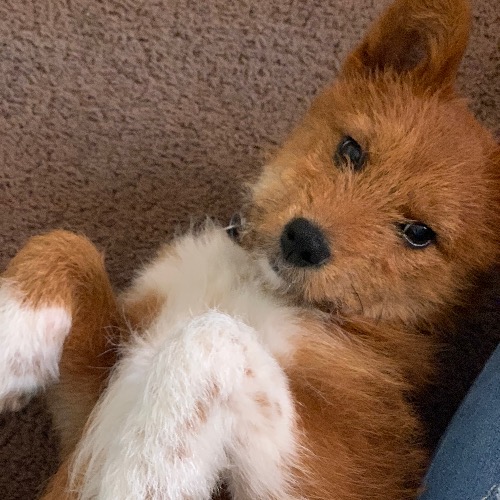 Shiba Inu Mix Dog Breed The Cutest Shiba Inu Mix Photos