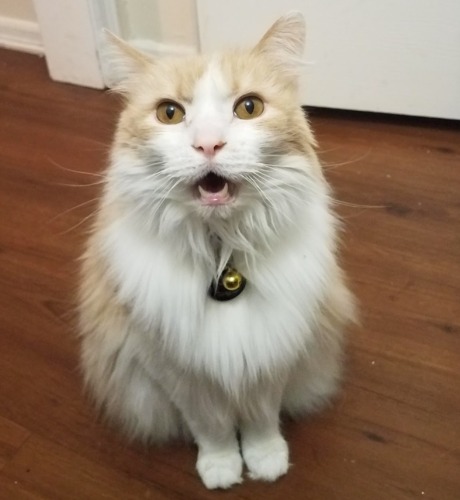 Norwegian Forest Cat