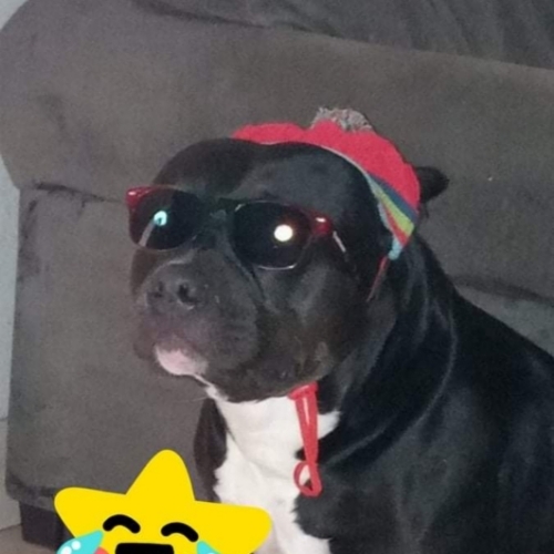 Staffordshire Terrier Mix