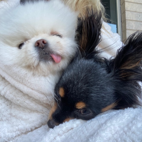 Miniature Pomeranian