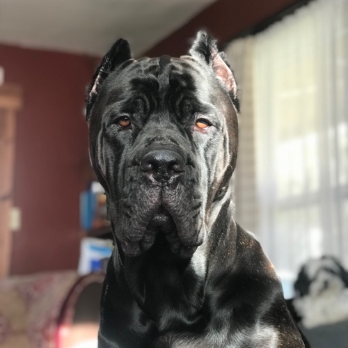 Cane Corso