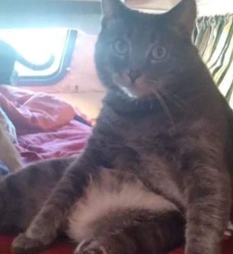 Miss Piggy Chambless