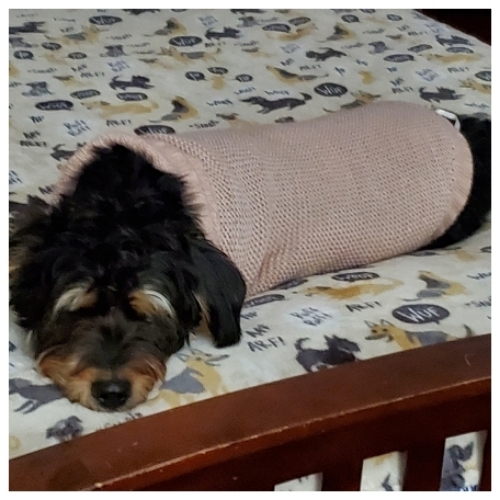 Minature Schnauzer Mix