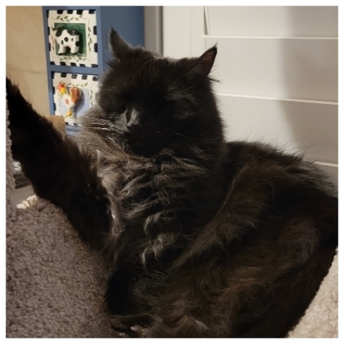 Norwegian Forest Cat