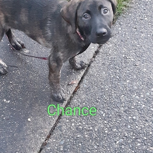 chance Tyre Whitfield