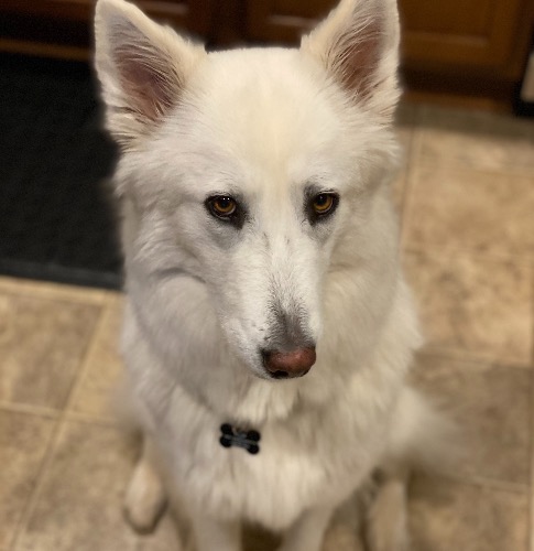 Alaskan store malamute mix