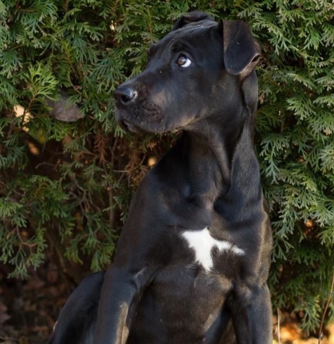 Great Dane Mix