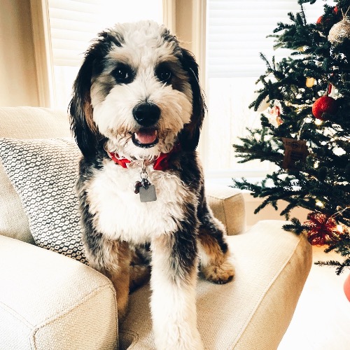 Bernese Mountain Dog