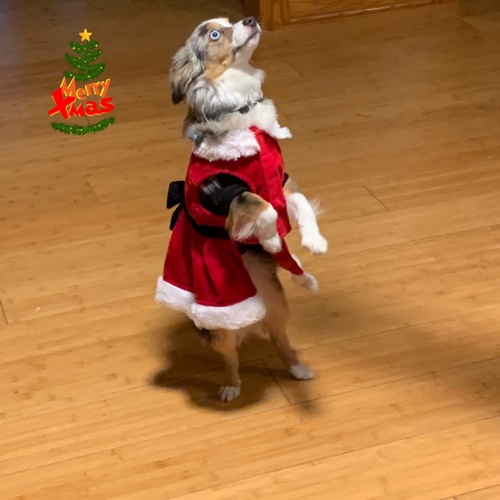 Toy Australian Shepherd Mix