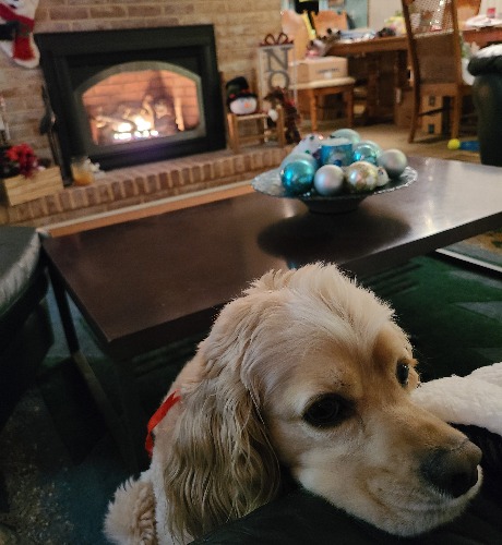 Buddy Rochmoninoff Gray