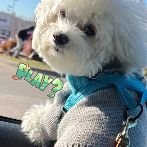 DOG pronounced Dee-o-gee