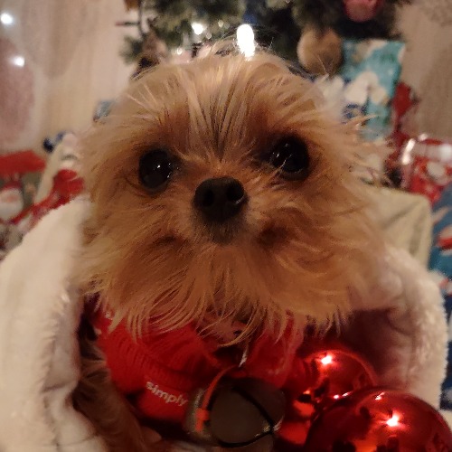 Teacup Yorkshire Terrier Mix