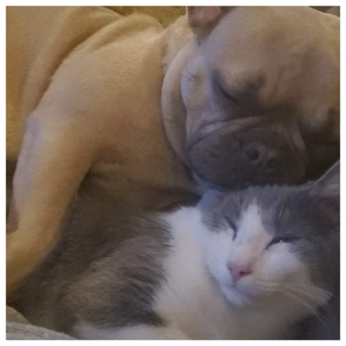 Dutchess but I also have a cat named smokey