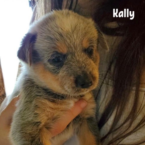 Kally