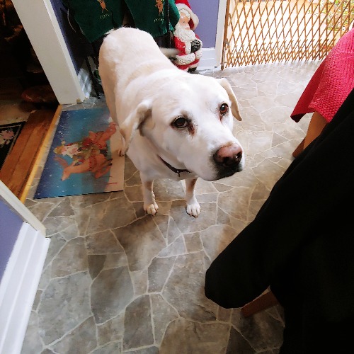 Max aka Nutter Butter