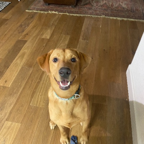 Yellow Labrador Retriever