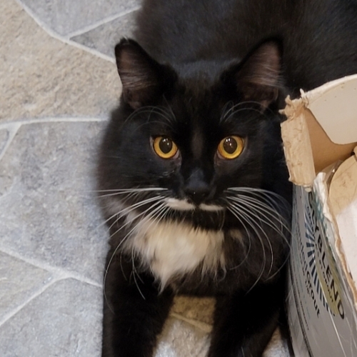 Domestic Medium Hair Mix