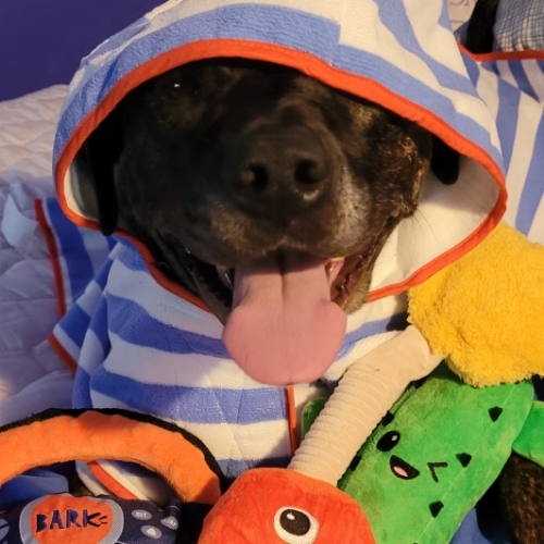 Staffordshire Terrier Mix