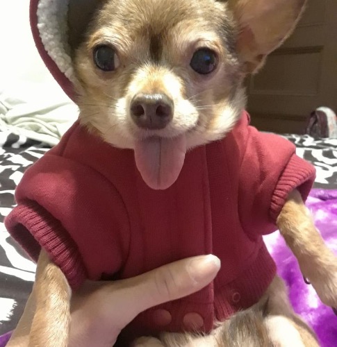 Teacup Chihuahua Mix