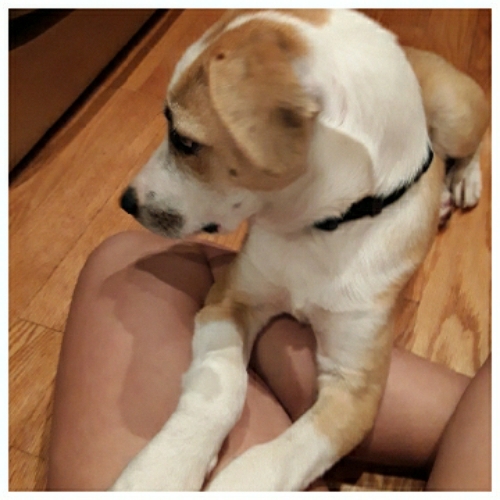 Treeing Walker Coonhound