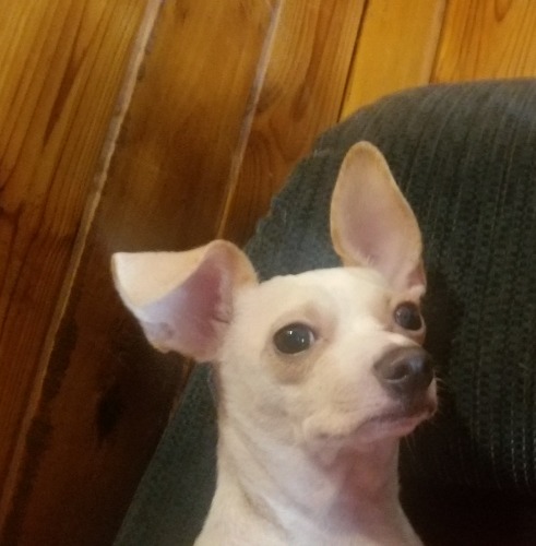 Miss Peanut and Rascal