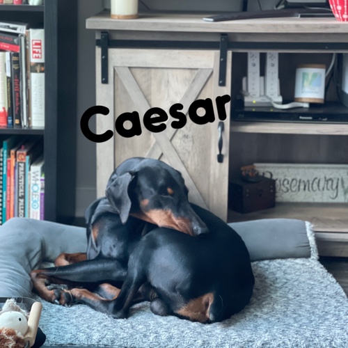 Caesar