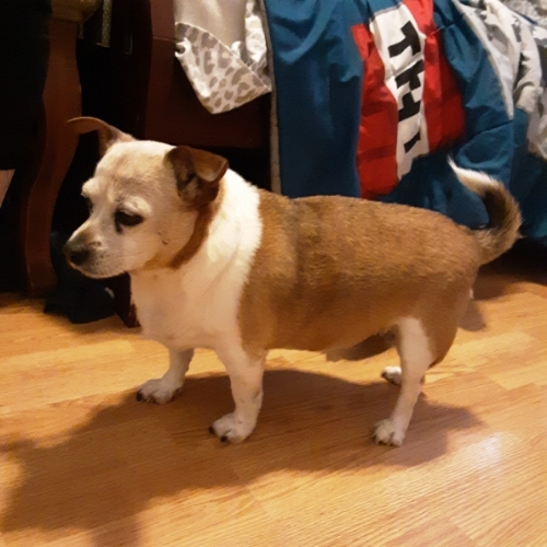 King Charles Spaniel Mix