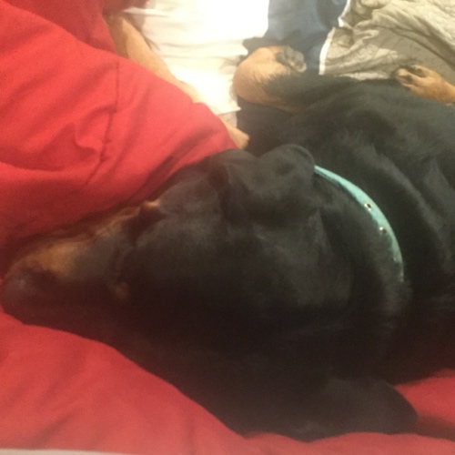 I have a dog name dolly bow bear little bits violet and Harley