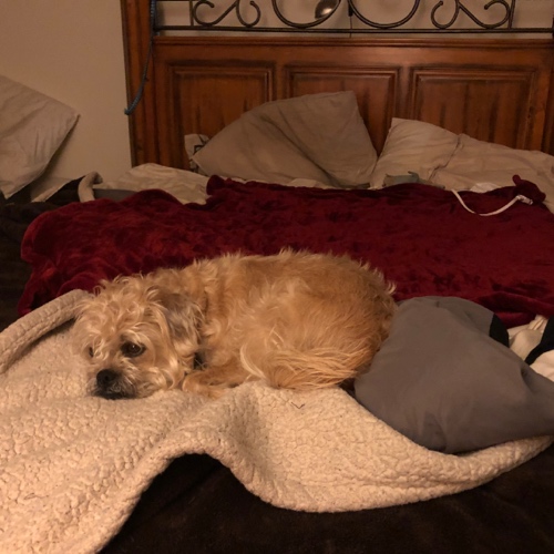 Brussels Griffon Mix