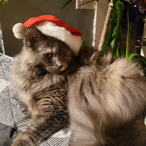 It is TJ but Bink Bink is her Nickname