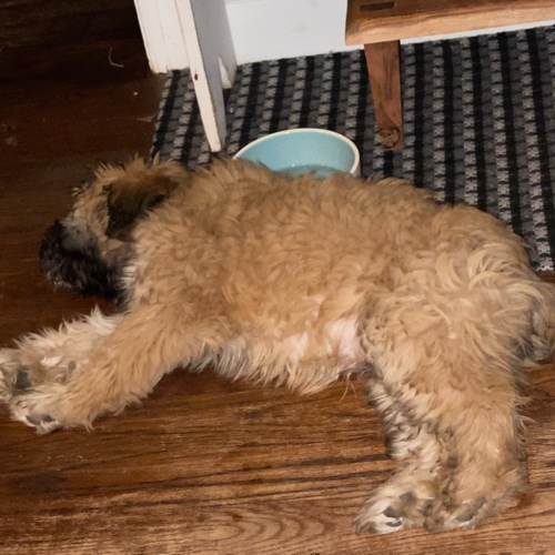 Soft-Coated Wheaten Terrier