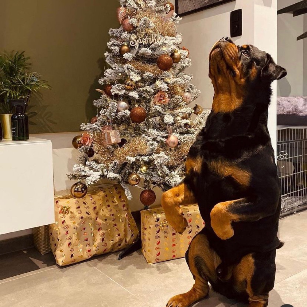 Fancy Rottweilers Rottweiler Dog Breed - The Cutest Rottweiler Photos