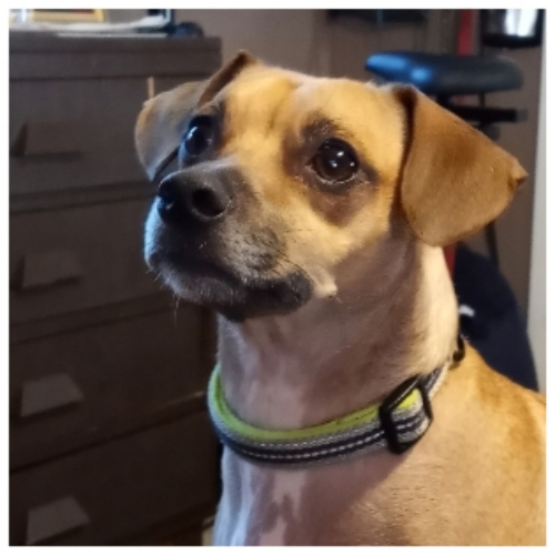 Jack Russell Terrier Mix